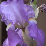 BeardedIris