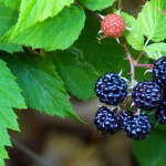 Blackberries