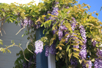 Wisteria
