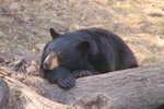 BlackBear