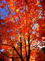 MapleSpendour