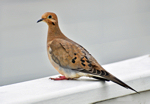 MourningDove