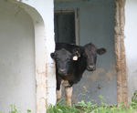 Cows Come Home