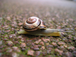 Snail