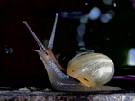 SnailBeauty