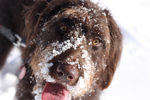 SnowSnack