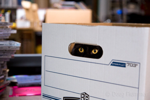 kitty hiding - doug plummer