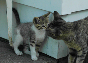 cat hospitality - morguefile