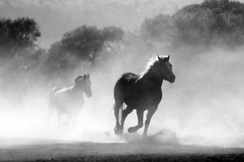 wild horses - pixabay cc0