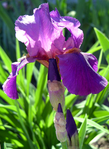 Iris