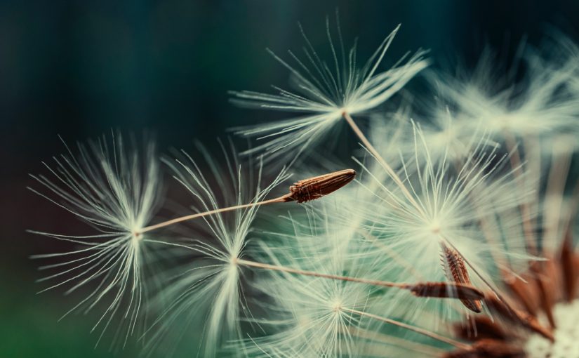 Seed